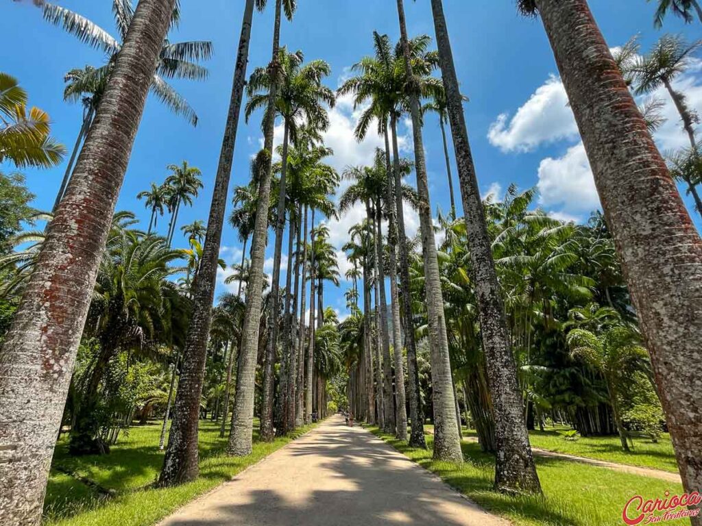 Imagem de árvores dentro do Jardim Botânico